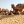 Avatar of desertcampsbikaner