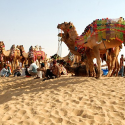 Avatar of desertcampsbikaner