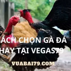 Sự Quan Trọng của Việc Chọn Gà Đá Tại Casino Đá Gà Vegas79