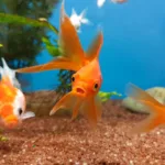 Unlocking the Secrets: How Long Do Goldfish Live?