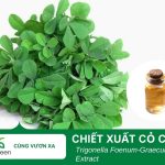 Tác dụng làm đẹp của chiết xuất cỏ cà ri