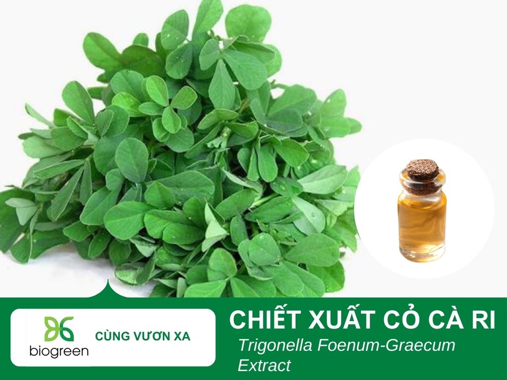 Chiết xuất cỏ cà ri