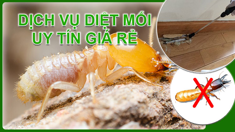 dich-vu-diet-moi-uy-tin-gia-re