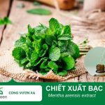 Tác dụng làm đẹp của chiết xuất bạc hà