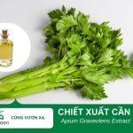 Tác dụng làm đẹp của chiết xuất cần tây