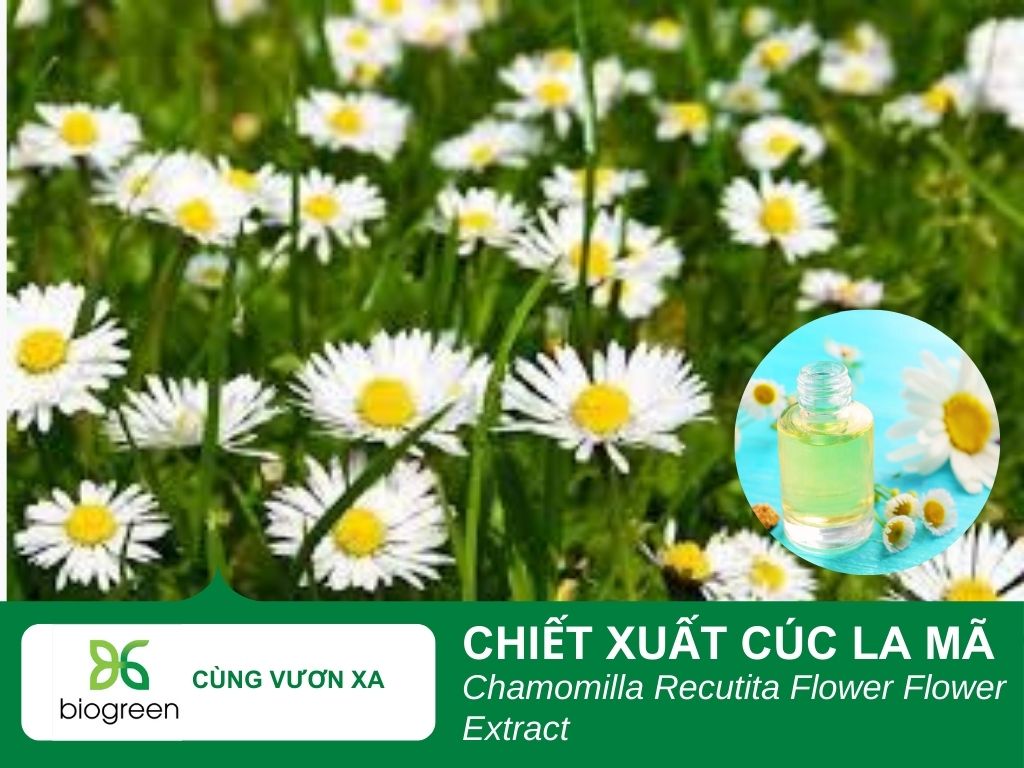 Chiết xuất cúc la mã