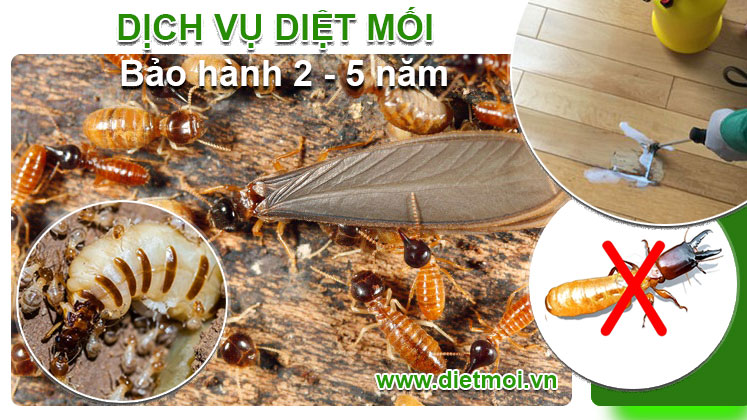 dich-vu-diet-moi