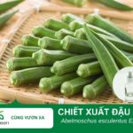 Chiết xuất đậu bắp