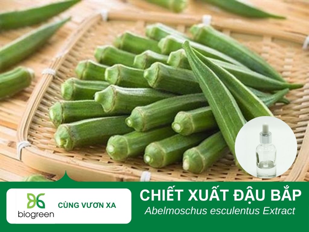 Chiết xuất đậu bắp