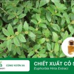 Chiết xuất cỏ sữa