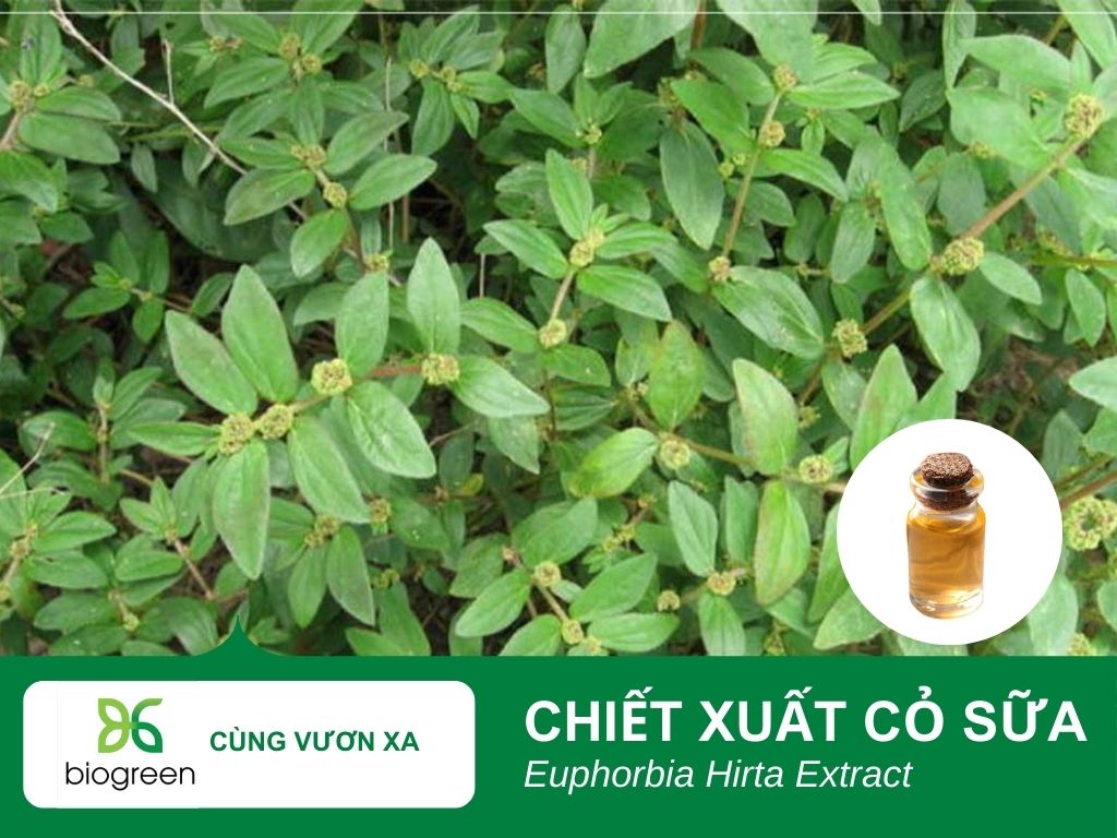 Chiết xuất cỏ sữa