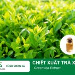 Tác dụng làm đẹp của chiết xuất Trà xanh