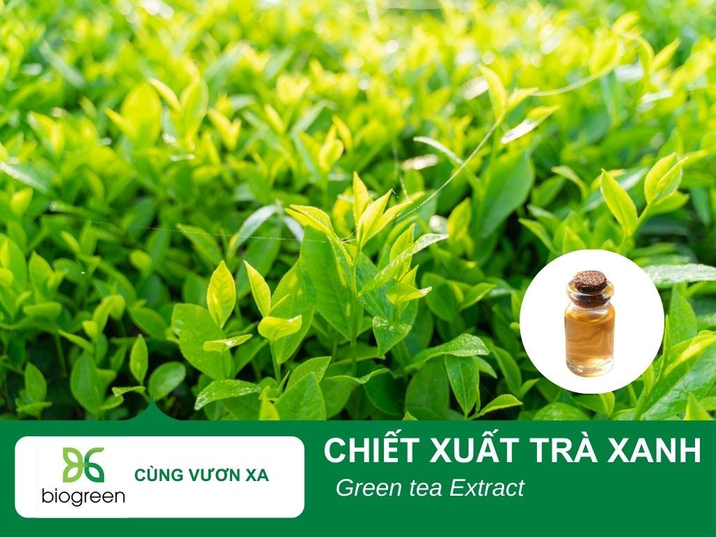 Chiết xuất trà xanh