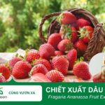 Tác dụng làm đẹp của chiết xuất dâu tây