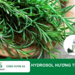 Tác dụng làm đẹp của Hydroxol hương thảo