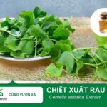 Tác Dụng Làm Đẹp của Chiết Xuất Rau Má