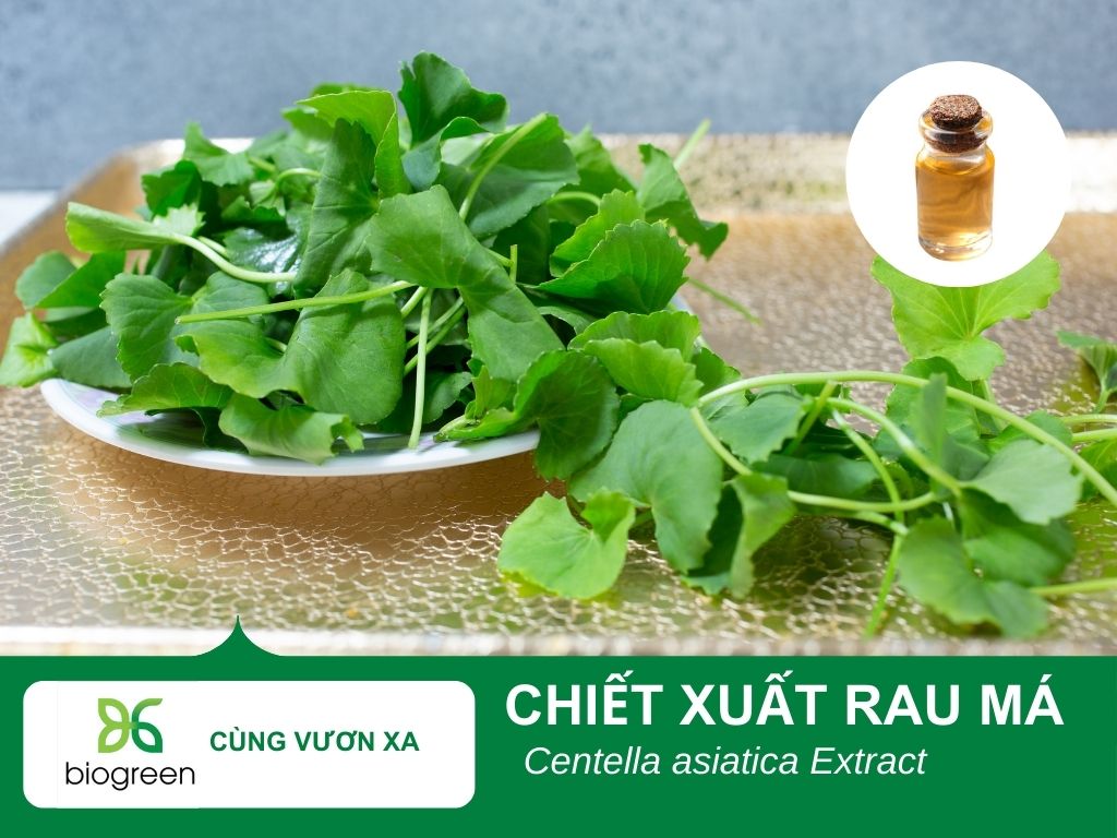 Chiết xuất rau má