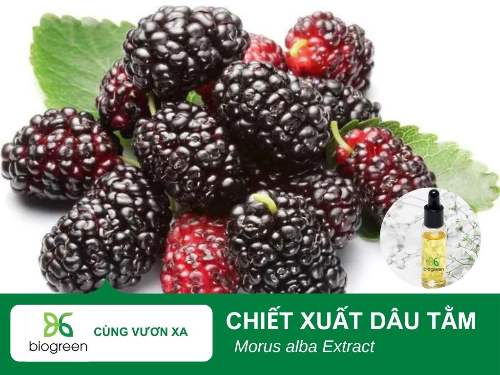 Chiết xuất dâu tằm