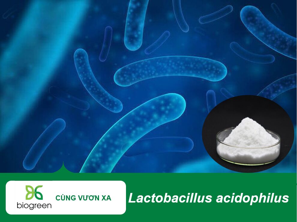 Lactobacillus acidophilus.jpg