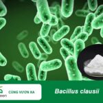 Bacillus clausii tăng đề kháng và hỗ trợ tiêu hóa