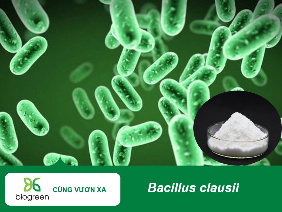 Bacillus clausii.jpg