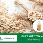 Chiết xuất yến mạch Biogreen