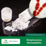 Streptococcus thermophilus - Cân bằng hệ vi sinh đường ruột