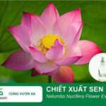 Chiết xuất hoa sen Biogreen