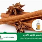 Chiết xuất vỏ quế Biogreen