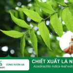 Chiết xuất lá Neem – nguyên liệu mỹ phẩm từ loại xoan Ấn Độ