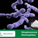 Streptococcus thermophilus (1)