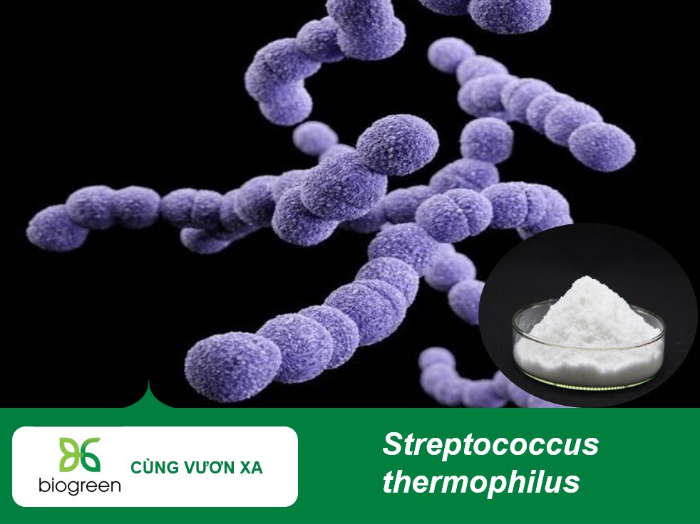 Streptococcus thermophilus (1)