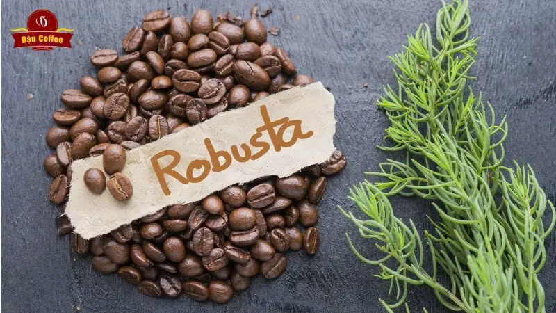 robusta