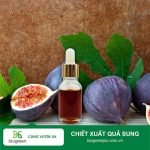 Chiết xuất quả sung Biogreen cho sản xuất mỹ phẩm