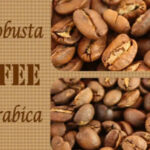 Giá cà phê Robusta và Arabica