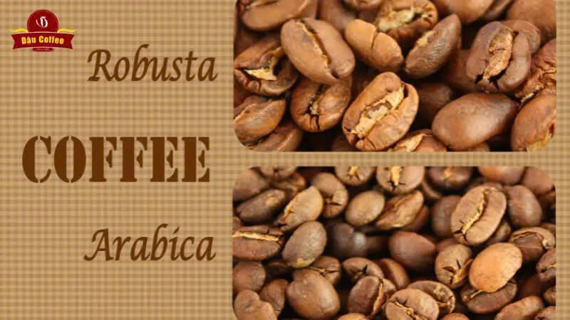 gia ca phe robusta va arabica