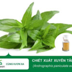 Nguyên liệu chiết xuất xuyên tâm liên Biogreen cho sản xuất mỹ phẩm