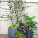 Chậu xi măng siêu nhẹ xuất khẩu Pear 1566