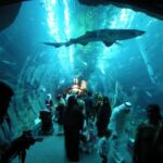 Dubai Aquarium & Underwater Zoo - Dubai Mall