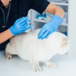 Dog Surgery Vietnam