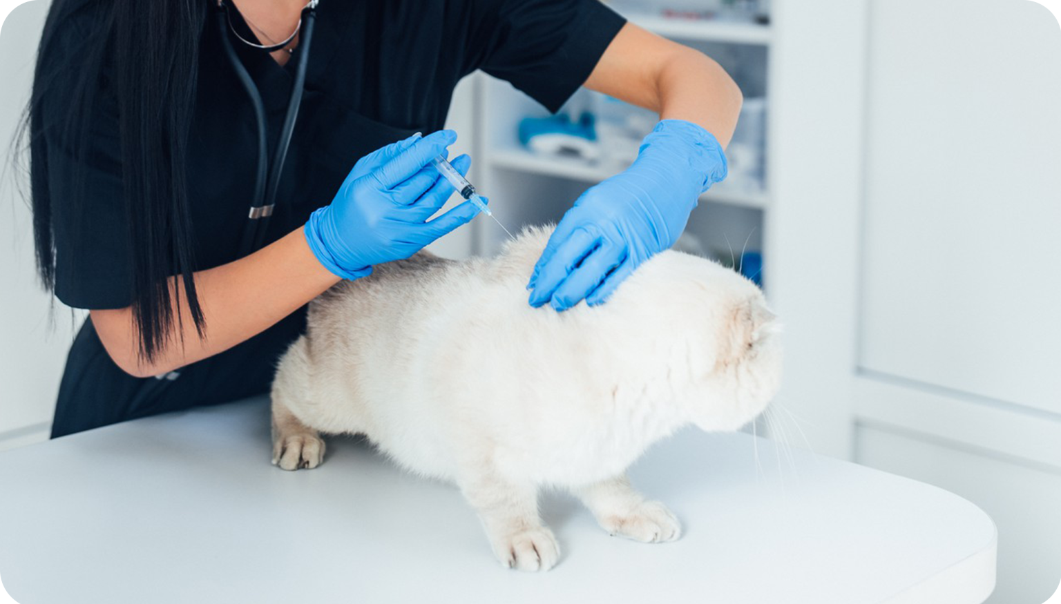 Dog Surgery Vietnam