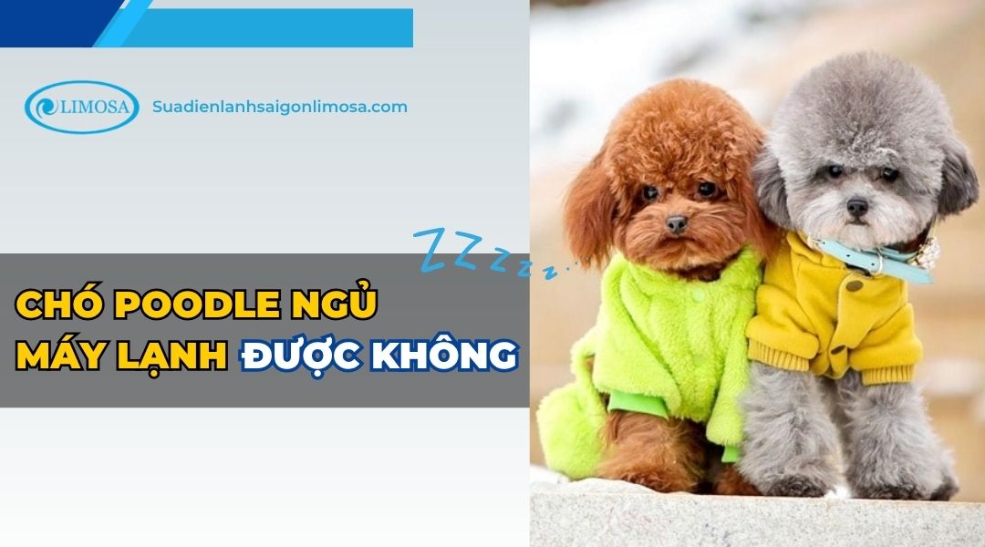 cho poodle ngu may lanh duoc khong