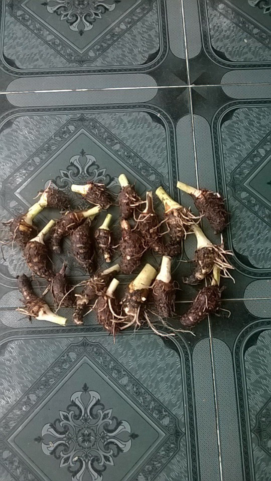giống khoai môn sáp vàng ()