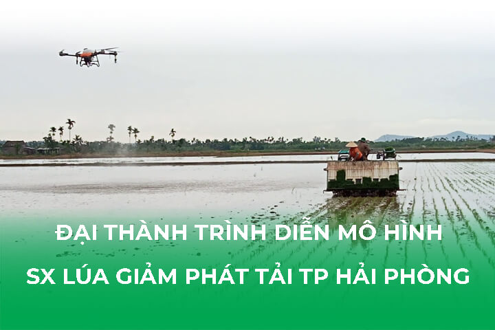 trinh-dien-hai-phong-16725