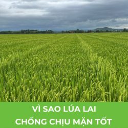 lua-lai-chiu-man-16