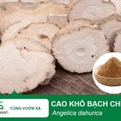 cao-kho-bach-chi-biogreenjsc-768x575